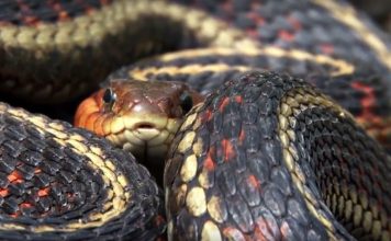 Новый гидрофобный материал сбрасывает поврежденные слои, как змея — кожу