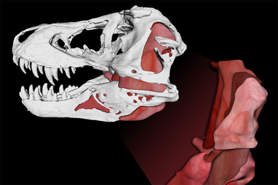 Тираннозавр обладал сильнейшими челюстями за всю историю