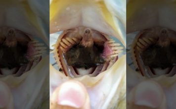 Рыбак обнаружил крота в пасти пойманного окуня