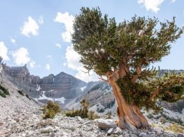 Ученые рассказали, какой живой организм самый старый на Земле