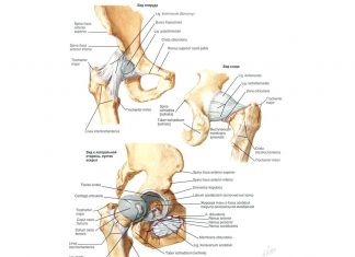 Современные методы замены тазобедренного сустава Сустав