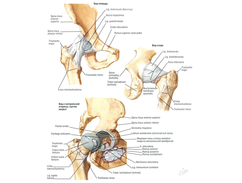 Тазобедренный сустав соединение. Анатомическая структура тазобедренного сустава. Строение тазобедренного сустава человека схема. Тазобедренный сустав строение анатомия человека. Схема связок тазобедренного сустава.