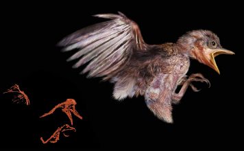 Ученые нашли в янтаре птенца возрастом 100 миллионов лет