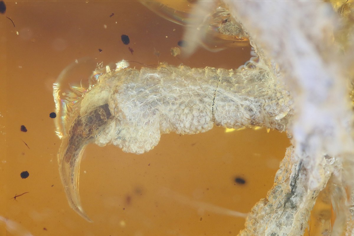Ученые нашли в янтаре птенца возрастом 100 миллионов лет