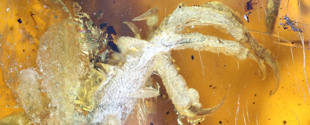 Ученые нашли в янтаре птенца возрастом 100 миллионов лет