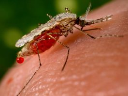 Ученые обнаружили простой и эффективный способ защиты от комаров