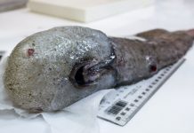 Международная команда ученых нашла безликую рыбу и старейших пауков