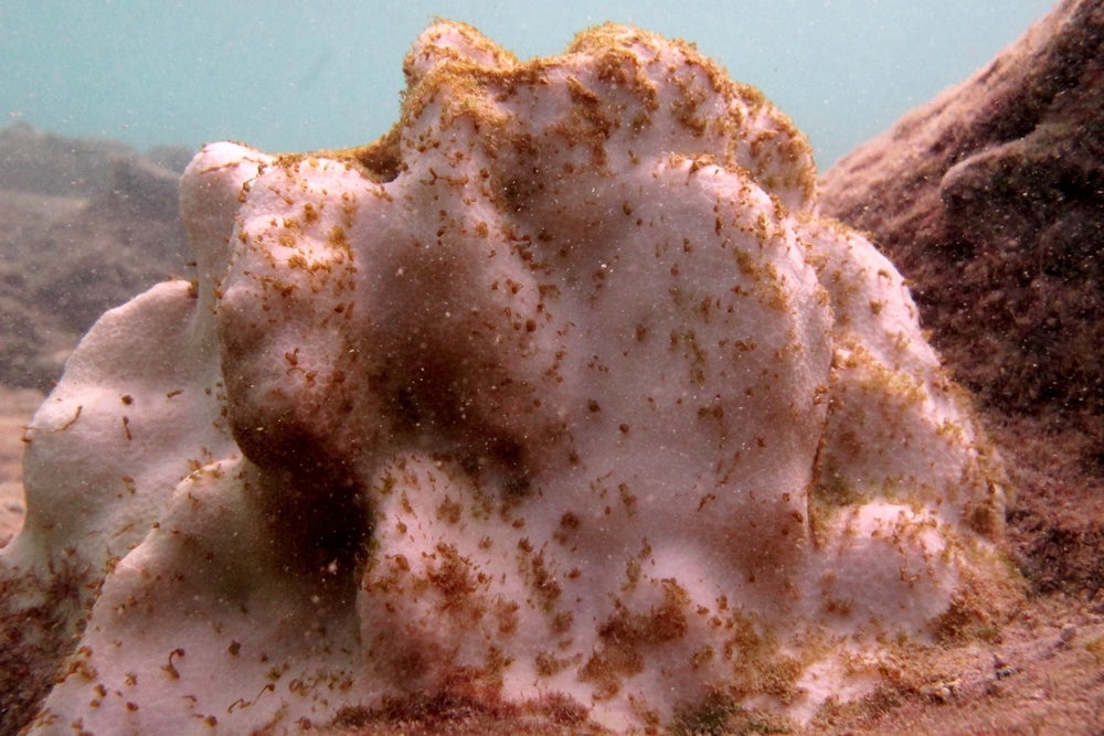Кораллы в Северном полушарии начали терять цвет