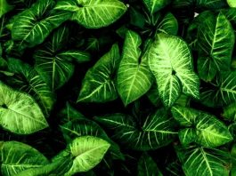 Исследователи создали супрамолекулярный комплекс для искусственного фотосинтеза