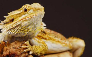 Обнаружен процесс подбора пола у рептилий