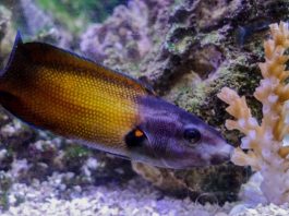 Ученые рассказали, почему губаны могут есть кораллы