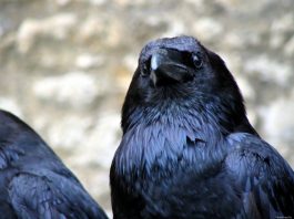 Вороны способны планировать свое будущее