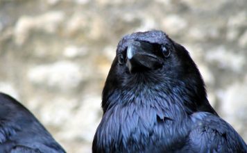 Вороны способны планировать свое будущее