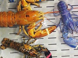 В Нью-Гэмпшире пойман редкий голубой лобстер