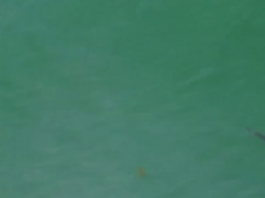 Беспилотник заснял большую белую акулу возле пляжа в Южной Калифорнии