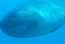 Дайвер сняла на видео «акулу-пришельца»