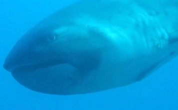 Дайвер сняла на видео «акулу-пришельца»
