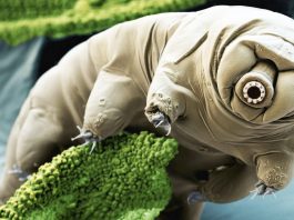 Последнее исследование доказало живучесть тихоходок и обрадовало ученых