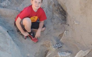 Маленький мальчик нашел череп стегомастодонта