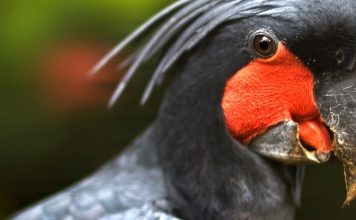 Обнаружены единственные в мире птицы, использующие музыкальные инструменты