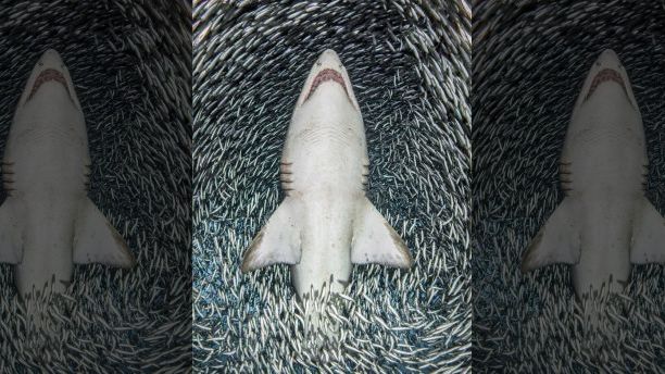 Фотограф запечатлела "рыбное торнадо" вокруг акулы