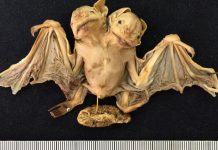 Обнаружены редкие сиамские близнецы летучей мыши