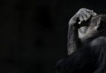 Ученые выяснили, что шимпанзе подвержены болезни Альцгеймера