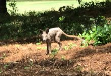 Гольфист сфотографировал похожее на чупакабру животное