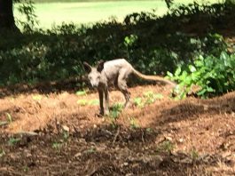 Гольфист сфотографировал похожее на чупакабру животное