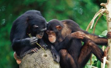 Поведенческие имитации шимпанзе сходятся с человеческими