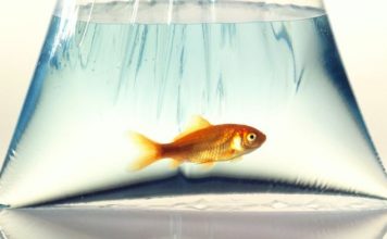 Золотые рыбки выживают во льду благодаря алкоголю