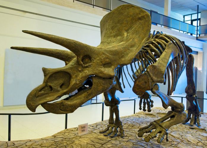 "Динозавр Франкенштейна" оказался недостающим звеном эволюции