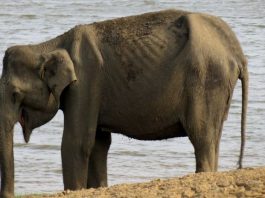 Уровень стресса у слонов можно измерить по их фекалиям