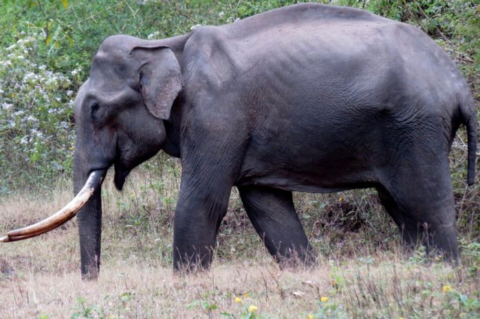 Уровень стресса у слонов можно измерить по их фекалиям