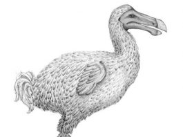 Ученые получили новые сведения о давно вымерших дронтах