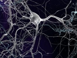 Ученые разработали новый метод классификации клеток мозга