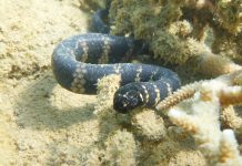 Морские змеи становятся черными, чтобы очиститься