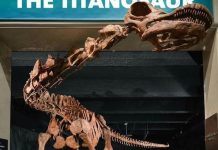 Самый большой в мире динозавр получил свое официальное название