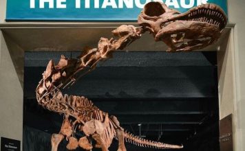 Самый большой в мире динозавр получил свое официальное название