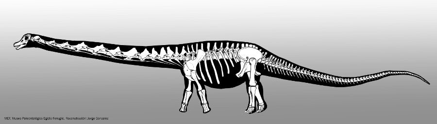 Самый большой в мире динозавр получил свое официальное название