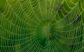 Ученые создали паутину с использованием графена