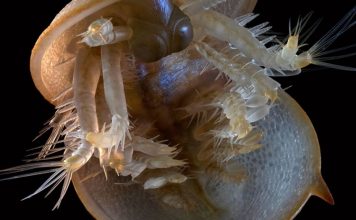 Восстановлен облик членистоногих, живших 500 миллионов лет назад