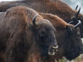 В Германии застрелили первого замеченного за 250 лет зубра