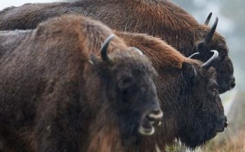 В Германии застрелили первого замеченного за 250 лет зубра