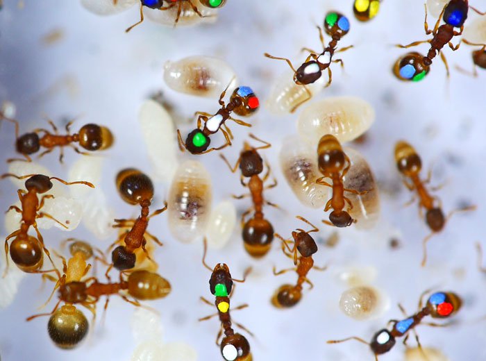 Больше трети рабочих муравьев лентяи