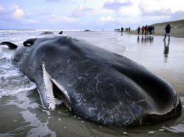 Мощная солнечная буря вызвала гибель китов