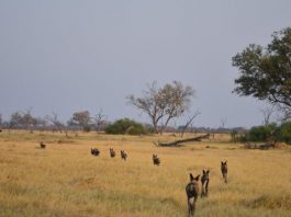 Африканские дикие собаки устраивают голосования