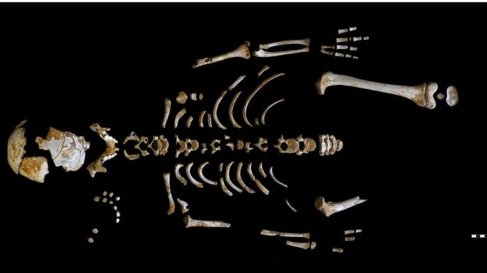 Мозг неандертальца развивался медленнее, чем мозг современного человека