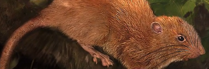 На Соломоновых островах обнаружен неизвестный вид гигантских крыс