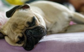 Ученые выяснили, как собаки влияют на сон человека